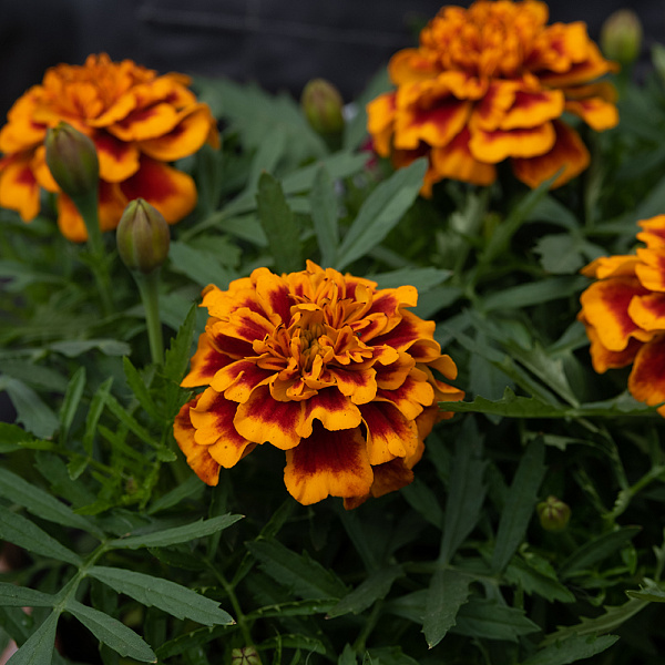 Купить Рассада Тагетес мелкоцветковый (Бархатцы) кассета 6 ячеек в  с бесплатной доставкой: цена, фото, описание